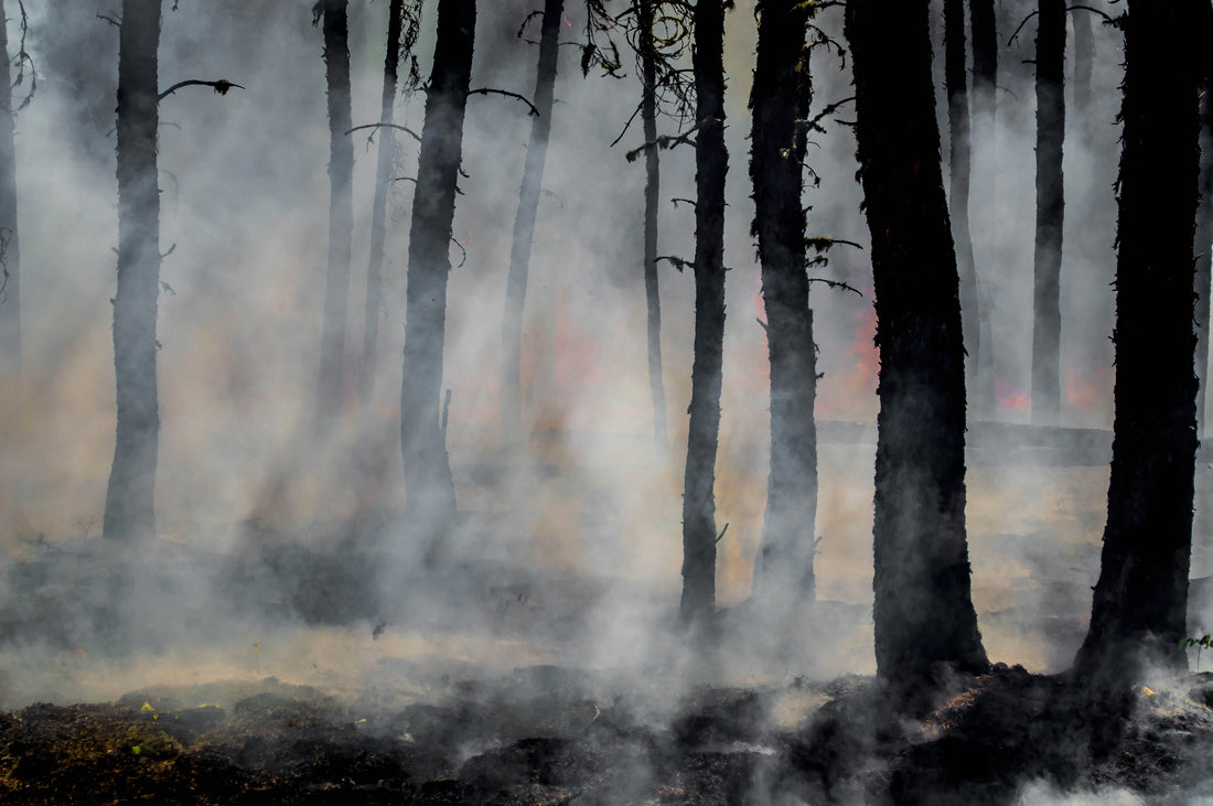 Wildfire Smoke and Lung Health: Staying Safe in a Changing Climate