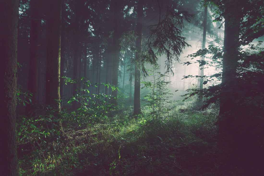 Forest Breathing: How Nature Enhances Respiratory Recovery
