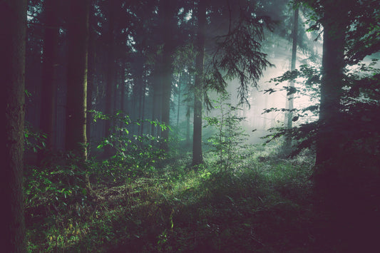 Forest Breathing: How Nature Enhances Respiratory Recovery