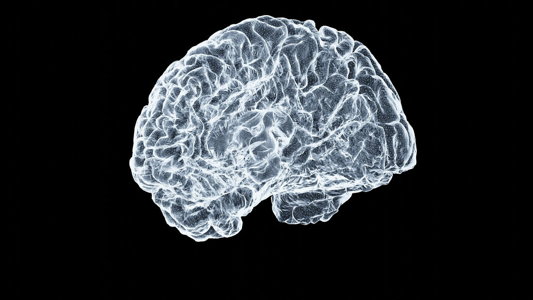 Breathing and Neuroplasticity: Can Breathwork Rewire Your Brain?